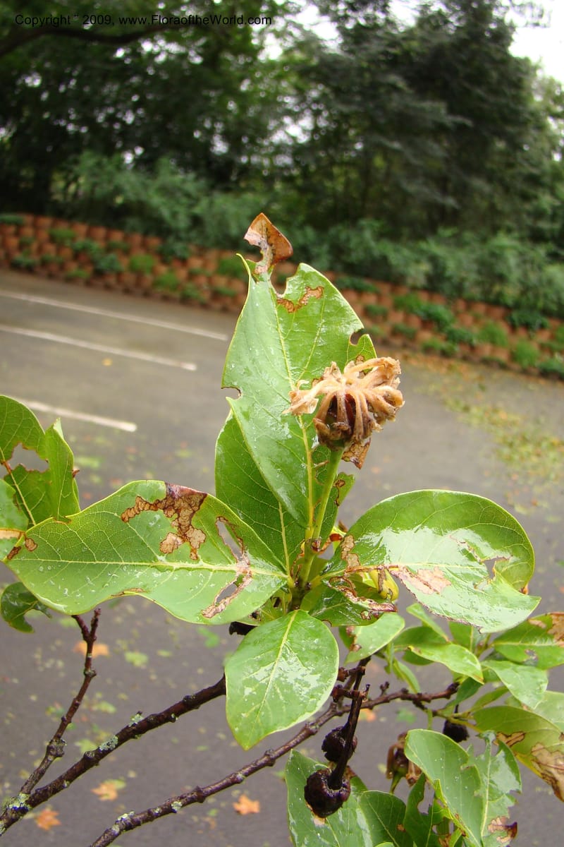 Dais cotinifolia, Z. Rogers 1358--South Africa. KwaZulu-Natal.  29 Jan 09. 012.jpg