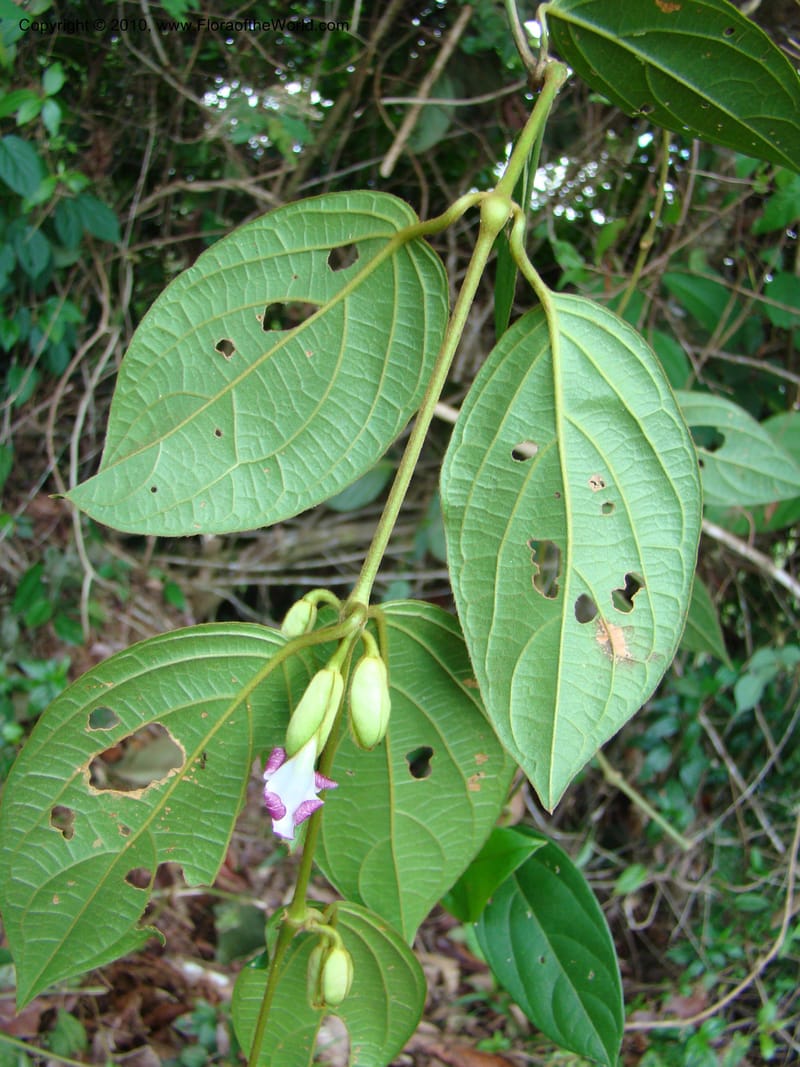 Mendoncia, RAguilar11157--Costa Rica. Puntar. P. Osa. Bahia Chal. 16 Apr 08. 054.jpg