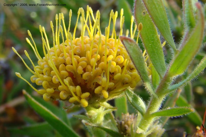 Leucospermum, Z. Rogers 1259--So. Africa. W. Cape. E of Stanford, Hermanus Rd. 19 Jan 09. 026.jpg