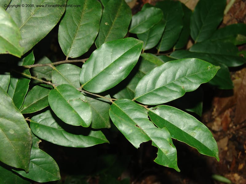Diospyros, MLeal1141--Gabon. Prov. Ogooue-Iv. Res. Lope. Sommet Main. 19 Apr 06. 199.jpg