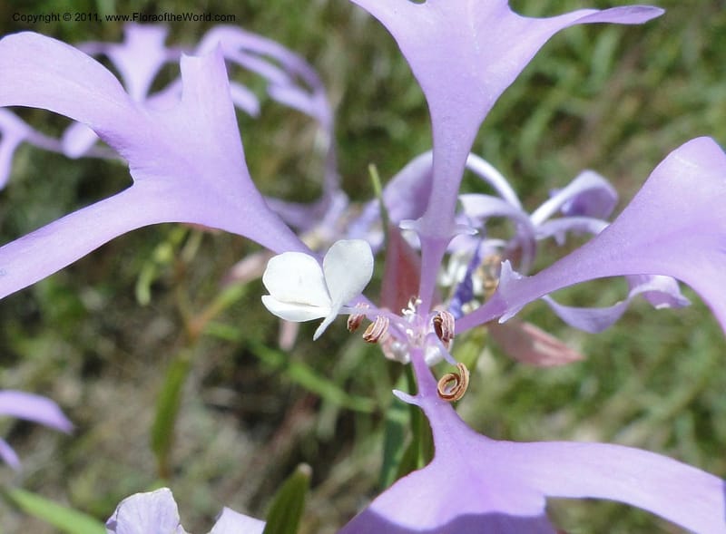 Clarkia pulchella, C. Davidson 11854--Oregon. Malheur Co. Leslie Gulch. 30 June 2011. 249 (17).jpg