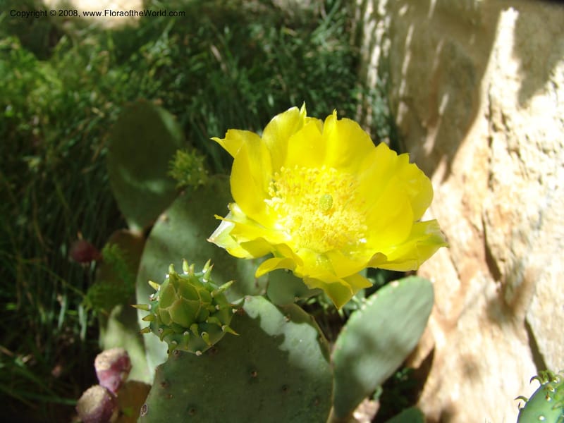 Opuntia lindheimeri--TX. Johnson Wildflower Center. 13 Jun 04. 002.jpg