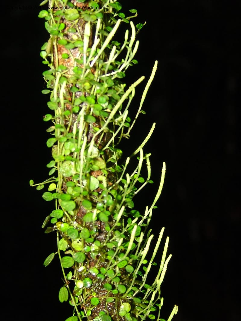 Peperomia, RVasquez31563--Peru. Prov. Oxa. Estac. Paujil. Send. El Mirador. 16 Oct 06. 524.jpg
