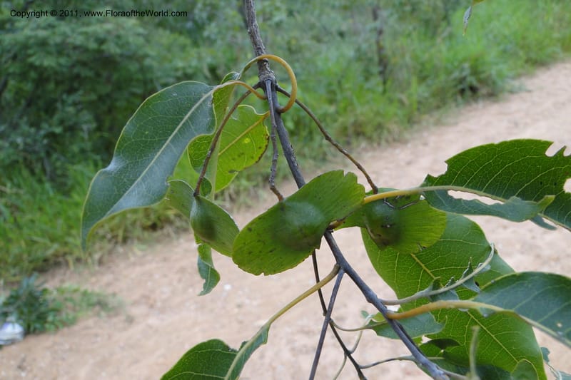 Terminalia, W. D. Stevens 31213--Paraguay. Edo. Concepcion. Garay Cue. 19 Mar 2011. 163 (16).jpg