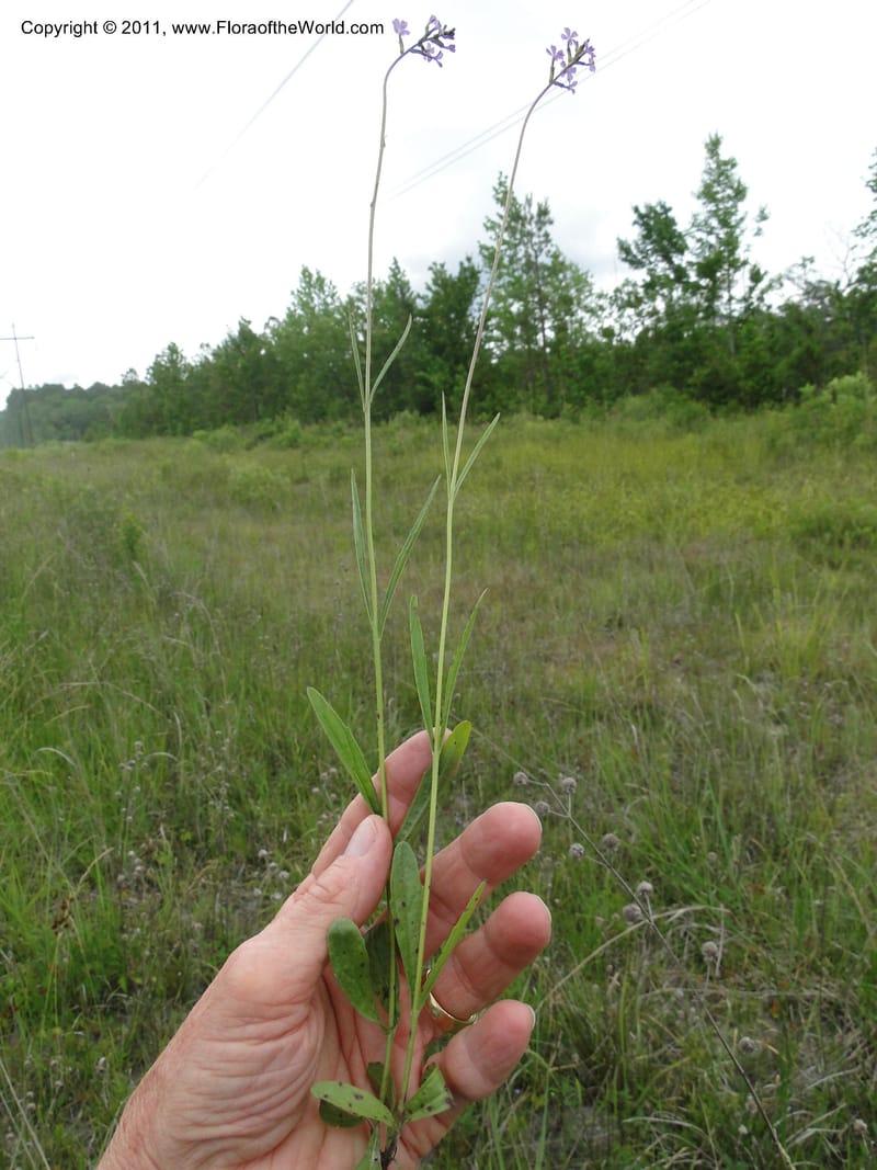 Buchnera americana, Mori, S 27419, USA, North Carolina, Jones Co, Catfish L Rd 10.5 miles from jct with Hwy 58, E of Maysville, 23 May 2010 (12).JPG