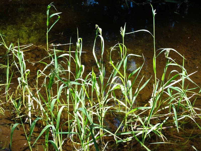 Torreyochloa pallida var. pauciflora, Davidson, C 12609--Idaho. Valley Co. Payette Lake. Sylvan Cr. 20 Jul 2014. DSC00669 (41).JPG