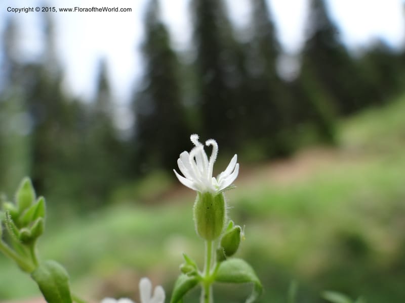 Cerastium, Mansfield, D 12-622--ID. Bear Lake Co. Mt. Sherman. 13 Jul 2012. DSC03601 (22).JPG