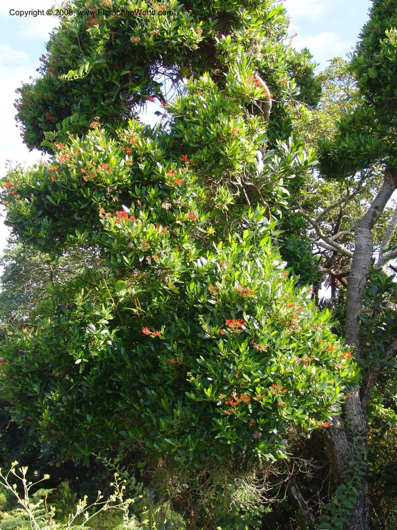 Alberta magna--So.Africa. E. Cape. Umtamvuna Nat. Res. 11 Mch 05. 339.jpg