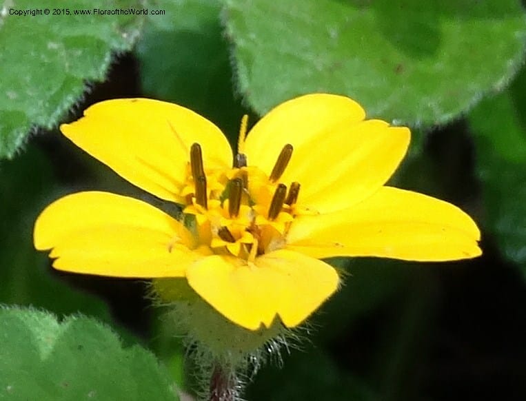 Chrysogonum virginianum, Davidson, C 13044--South Carolina. Oconee Co. Brasstown Cr. 19 May 2015. DSC06413 (13).JPG