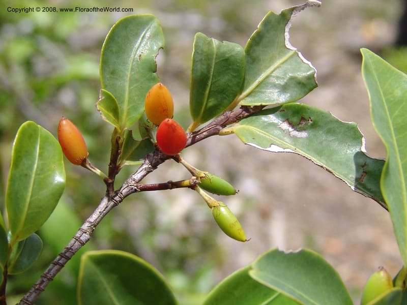 Erythroxylum, Z.Rogers893--Madagascar. Prov. Toliar. Mandena Centr. Res Ecol. 19 Jan 06. 142.jpg