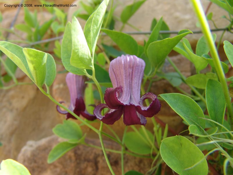 Clematis pitcheri--TX. Johnson Wildflower Center. 13 Jun 04. 002.jpg