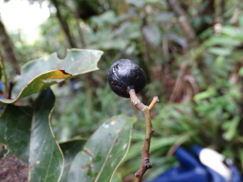 Cryptocarya turbinata, Munzinger, J 7359--Fiji. Waisali Rainf. Reserve. 4 Nov 2015. DSC08848 (106).JPG