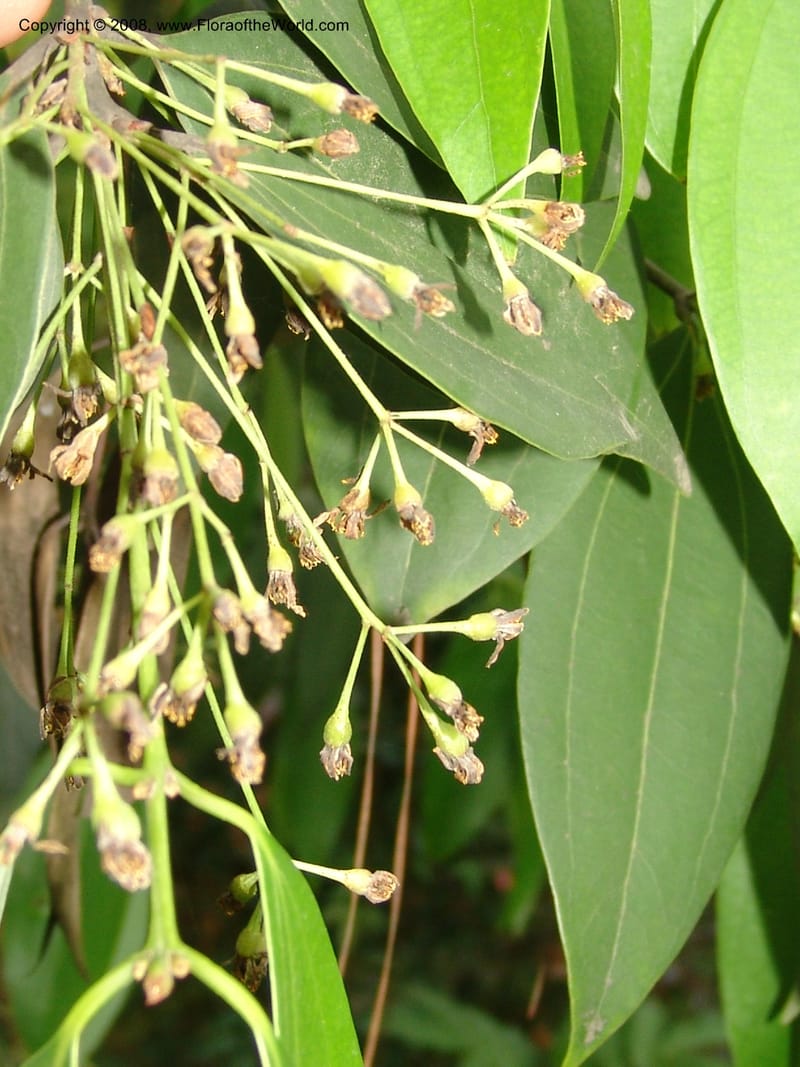 Cinnamomum jensenianum, 040920901--China. Hubei. Wuhan Botanical Garden. 24 Apr 07. 217.jpg