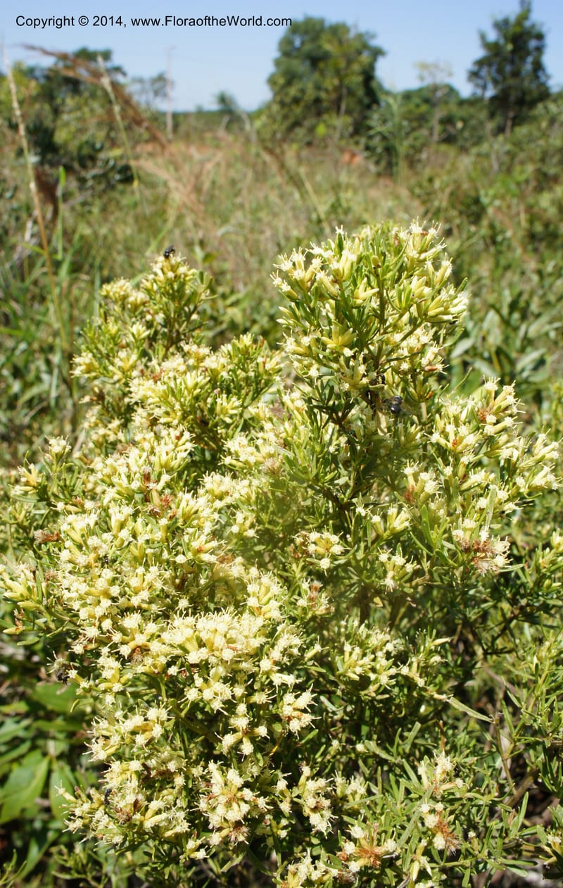 Baccharis pseudotenuifolia, Stevens, W.D. 31064, Cerro Cora, 15 Mar 2011 4054 (2).JPG
