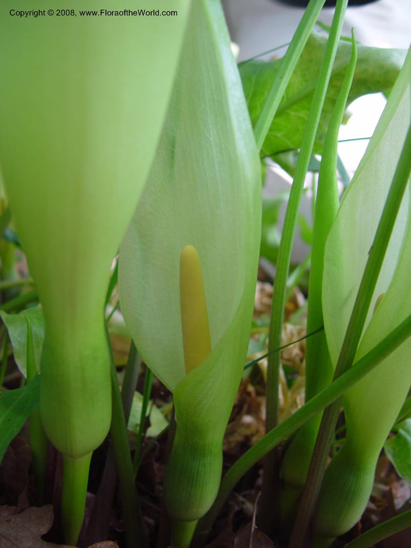Arum italicum--Italy. Abruzzo. Ris. Torino di Sangro. 5 May 03. 145.jpg
