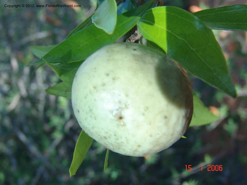 Strychnos madagascariensis, Rogers, Z 8870-Madagascar, 15 Jan 2006 136 (3).jpg