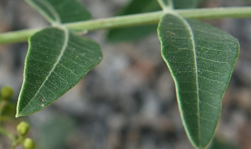 Schinus areira, Fortunato 13200--Argentina. Hwy 150 S of San Augustin. 9 Feb 2018. DSC09845 (79).JPG