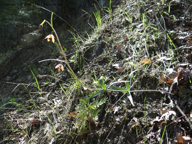 Fritillaria atropurpurea, Davidson, C 12131--Calif. Nevada Co. 19 Apr 2013. DSC03185 (11).JPG