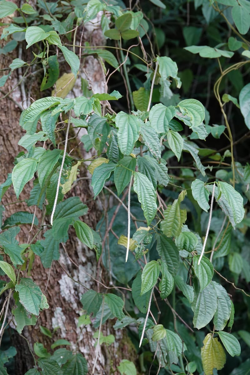 Piper bonii, D. Boufford 44107--China. Yunnan. Lao jun Shan. 30 Apr 2018. DSC00424 (387).JPG