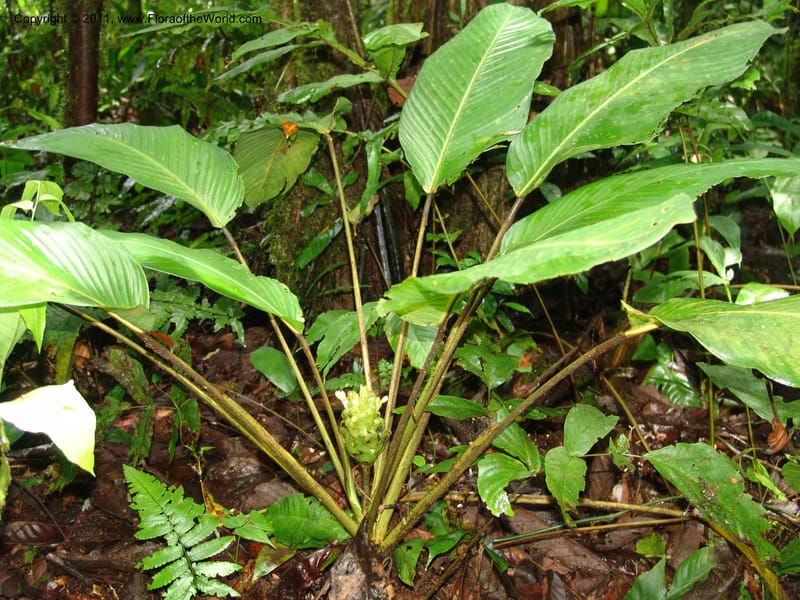 Calathea, RVasquez31589--Peru. Prov.  Oxa. Estac. Paujil. Camino  Pozo Tigre. 17 Oct 06. 383.jpg