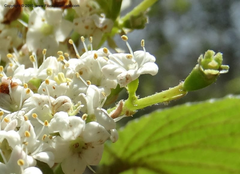 Viburnum lantanoides, Davidson, C 12961--North Carolina. Trans. Co. Beech Gap on BRP. 12 May 2015. DSC04240 (49).JPG