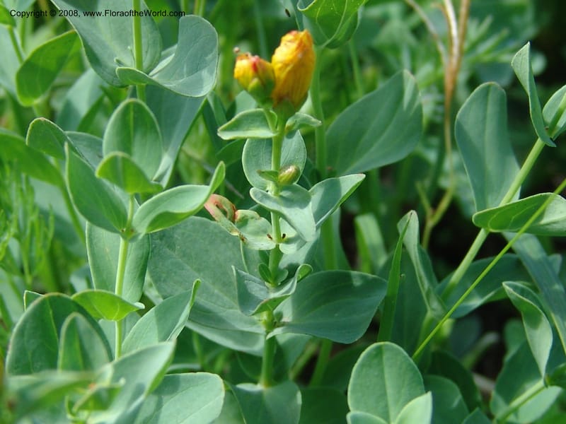 Hypericum formosum, CDavidson10972--ID. Valley Co. For Serv Rd. 432, to Crestline Trail.  25 Jul 06. 125.jpg