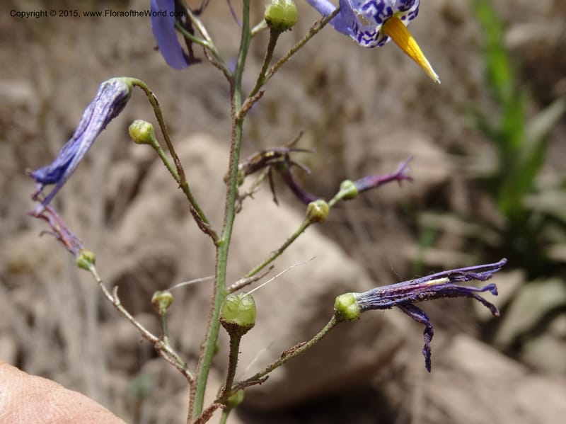 Conanthera bifolia, Davidson, C 12823--Chile. Ruta J-55 east of Talca. 27 Nov 2014. DSC08656 (31).JPG