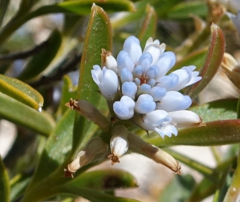 Conospermum nervosum, Davidson, C 13429--Australia. W.A. Green Head-Coorow Rd. Stop 2. 24 Oct 2016. DSC04873 (161).JPG
