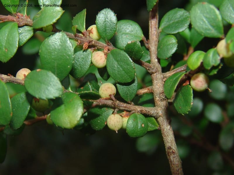 Myrsine africana--So.Africa. Mpumal. Buffelskloof Private Nat. Res. 17 Mch 05. 213.jpg