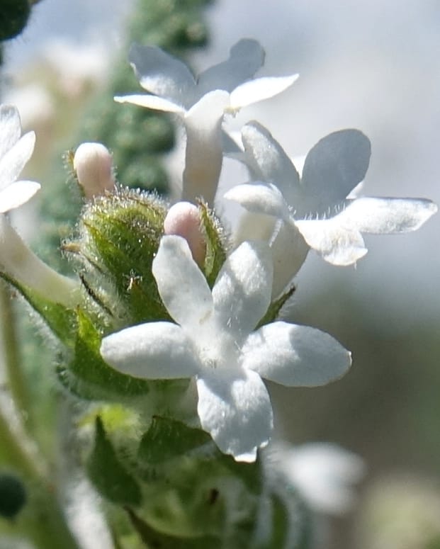 Aloysia castellanosii, Fortunato 13147--Argentina. Hwy 150, S of Ischigualasto. 7 Feb 2018. DSC09263 (64).JPG