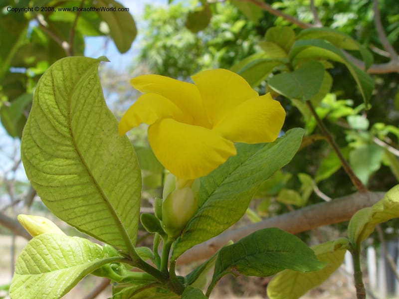 Stemmadenia obovata--Costa Rica. Palo Verde Biol. Sta. 30 Mar 04. 024.jpg