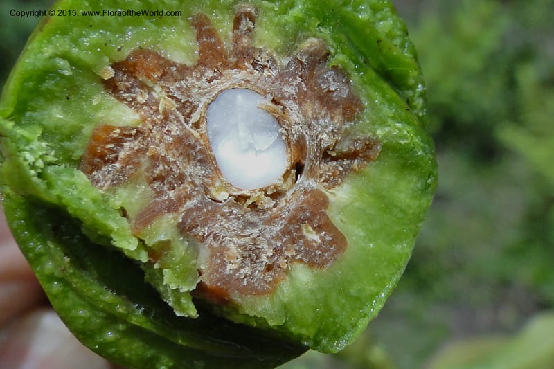 Elaeocarpus, Regalado 1804--Viet Nam. Trail to Siu Chai Commune. 5 May 2011. 221 (2).jpg