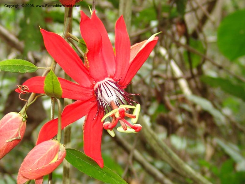 Passiflora coccinea, AAraujoM3117--Bolivia. Pq. Nal. Madidi. Rio Yariapo, 4 km E of Chalalan. 25 Sep 06. 272.jpg