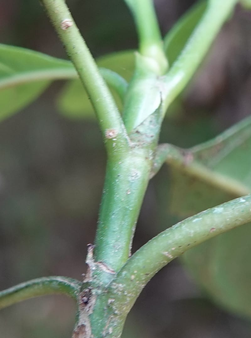Pavetta polyantha, D. Boufford 44163--China. Yunnan. Bu Long Net. Res. on XK15. DSC03104 (200).JPG