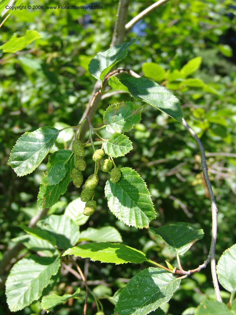 Alnus viridis ssp sinuata--ID. Valley Co. Sylvan Beach reservoir and trail. 24 Jul 05. 185.jpg