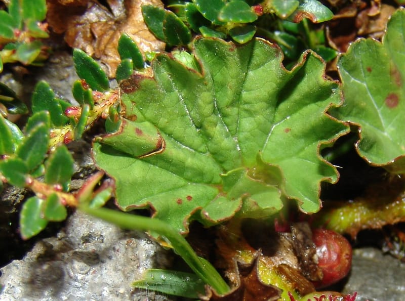 Gunnera magellanica, Croat95037--Ecuador. Prov. Carchi. Paramo el Angel. 19 Feb 05.  235a.jpg