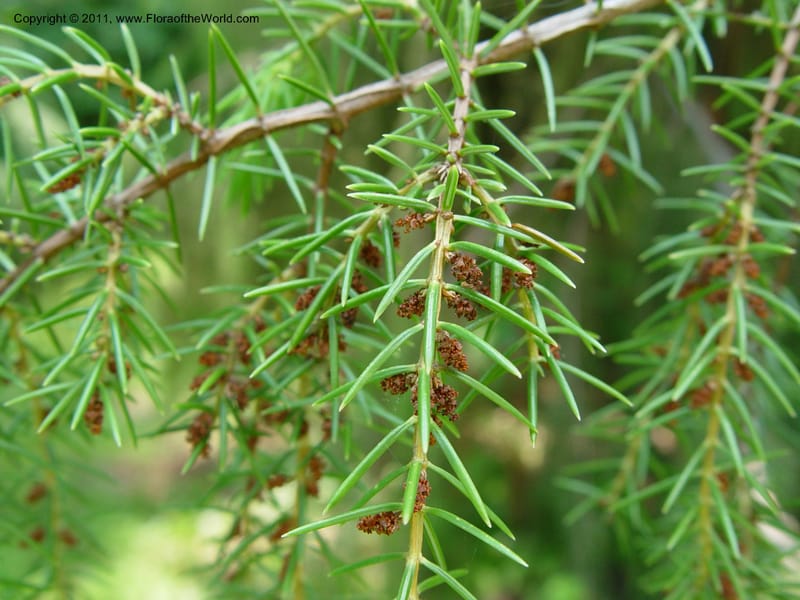 Juniperus rigida--CT. Branford. Dr. Nickou's private garden. 27 Jun 03 018.jpg