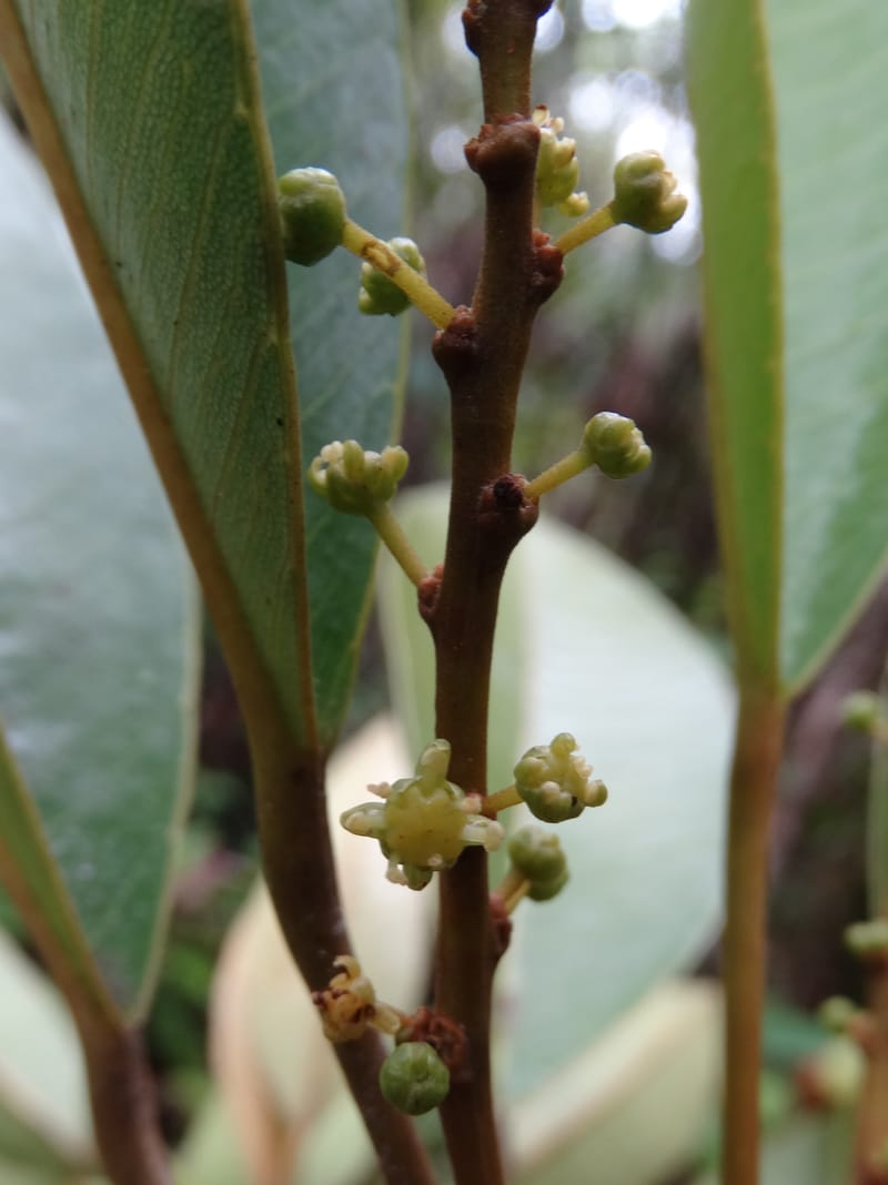 Amaroria soulameoides, Plunkett, G 3187--Fiji. Waisali Rainf. Reserve. 4 Nov 2015. DSC08848 (254).JPG