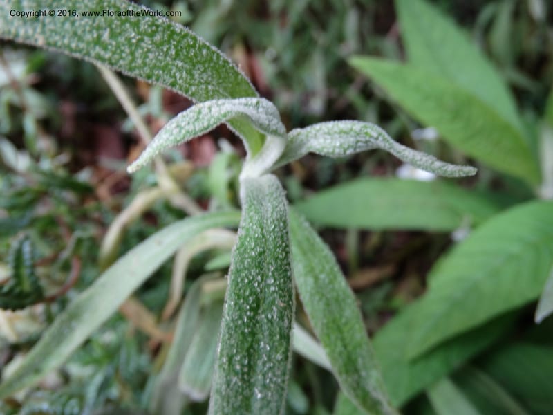 Cerastium, Ulloa, C 2477--Ecuador. Mojanda. 22 Apr 2015. DSC02267 (81).JPG