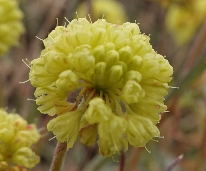 Eriogonum douglasii, C. Davidson 13770--Oregon. Wallowa Co. Upper Camp Creek Canyon. 4 Jun 2018. DSC04733 (105).JPG