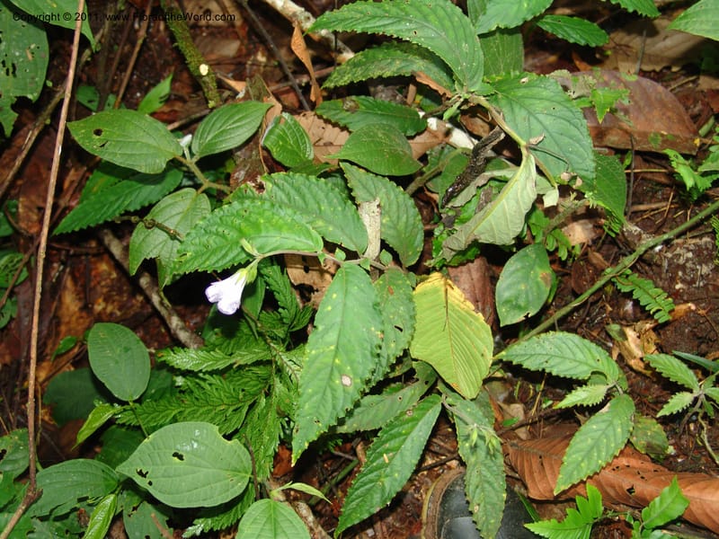 Monopyle, RVasquez31601--Peru. Prov.  Oxa. Estac. Paujil. Camino  Pozo Tigre. 17 Oct 06. 595.jpg