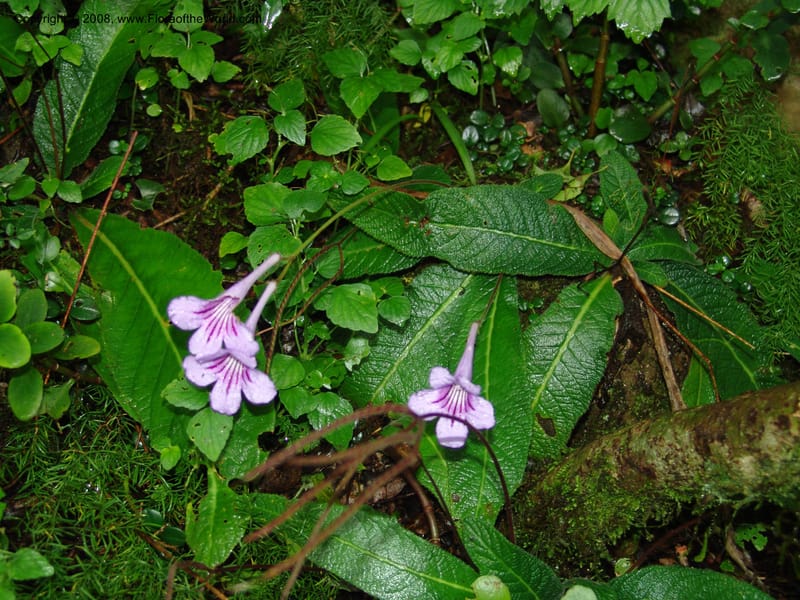 Streptocarpus rexii--So.Africa. E. Cape. Quanti Area, Stut. 8 Mch 05. 190.jpg