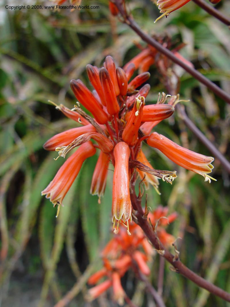 Aloe branddraaiensis. 68.0342--CA. UC Berkeley Bot. Gard. 11 Feb 03. 030.jpg