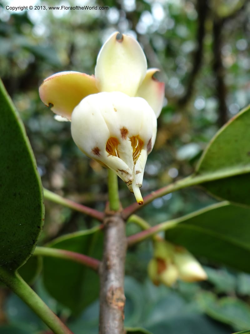 Anneslea fragrans, VC 5499--Thailand. Chiang Mai. Doi Inthanon Nat. Park. 8 Nov 2012. DSC07747 (145).JPG