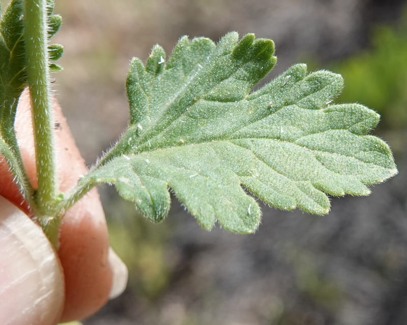 Glandularia gooddingii, C. Davidson 13980--AZ. Pima Co. Mt. Lemmon. Molino View Parking. 8 Apr 2019. DSC (198).JPG
