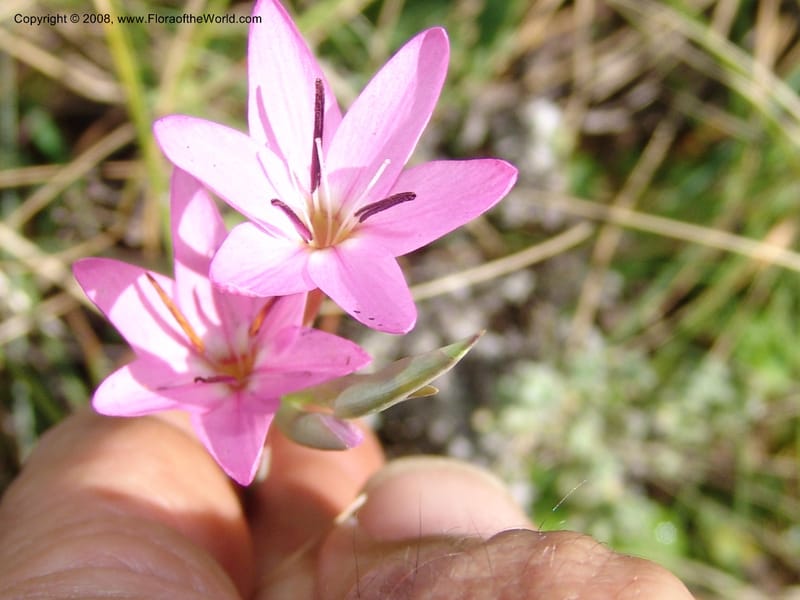 Hesperantha--So.Africa. E. Cape. Waringham Farm, Quanti Area, Stut. 8 Mch 05. 128.jpg