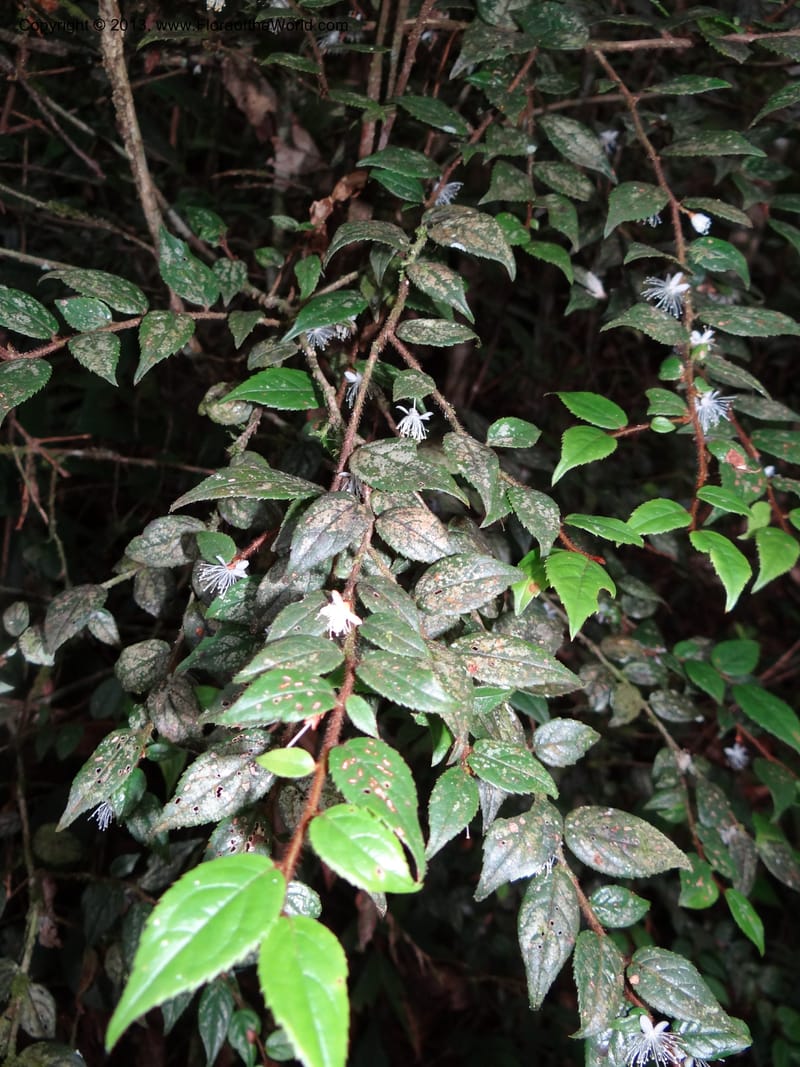 Symplocos, SAN.153214--Malaysia, Sabah. Mt. Kinabalu. 5 Apr 2012. DSC06767 (246).JPG