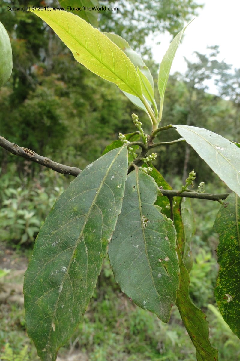 Elaeocarpus, Regalado 1804--Viet Nam. Trail to Siu Chai Commune. 5 May 2011. 221 (5).jpg