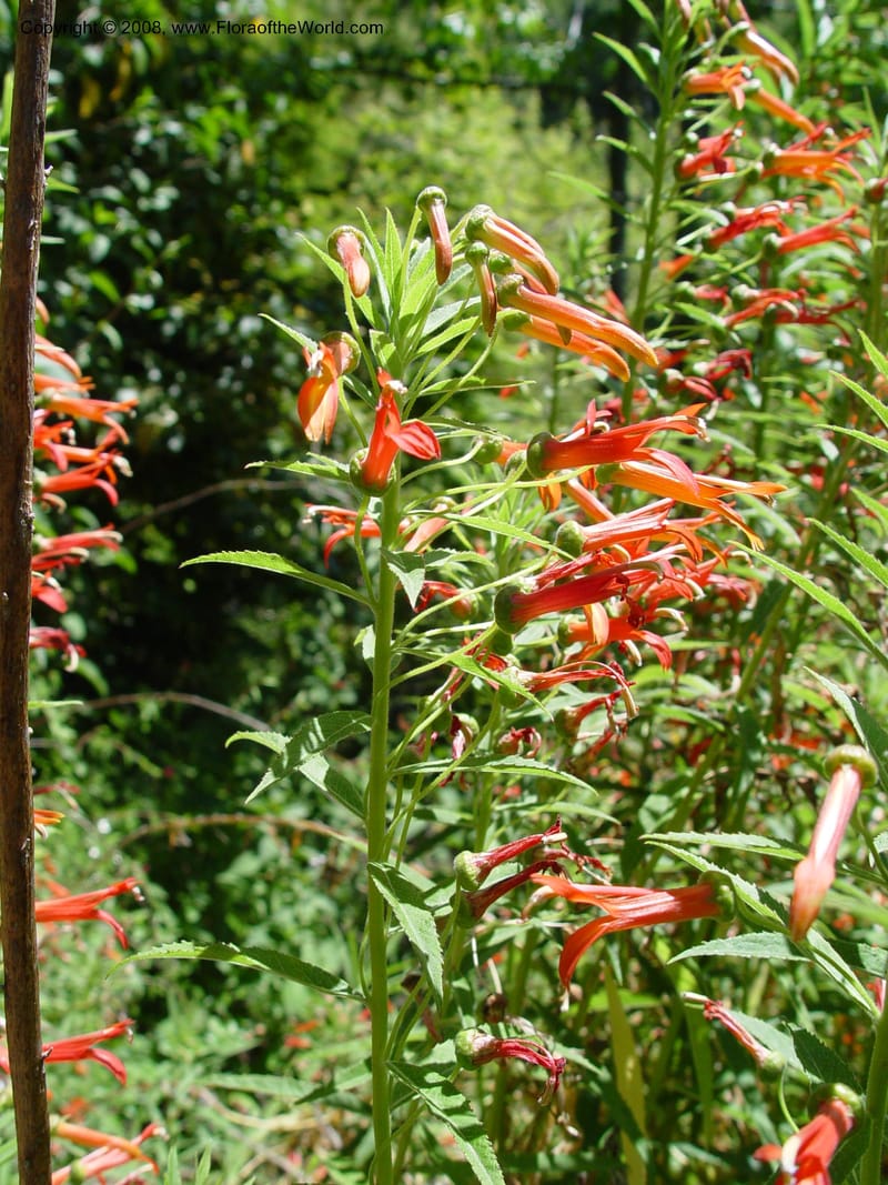 Lobelia laxiflora, 77.0028--CA. UC Berkeley Bot. Gard. 4 Jul 03. 039.jpg