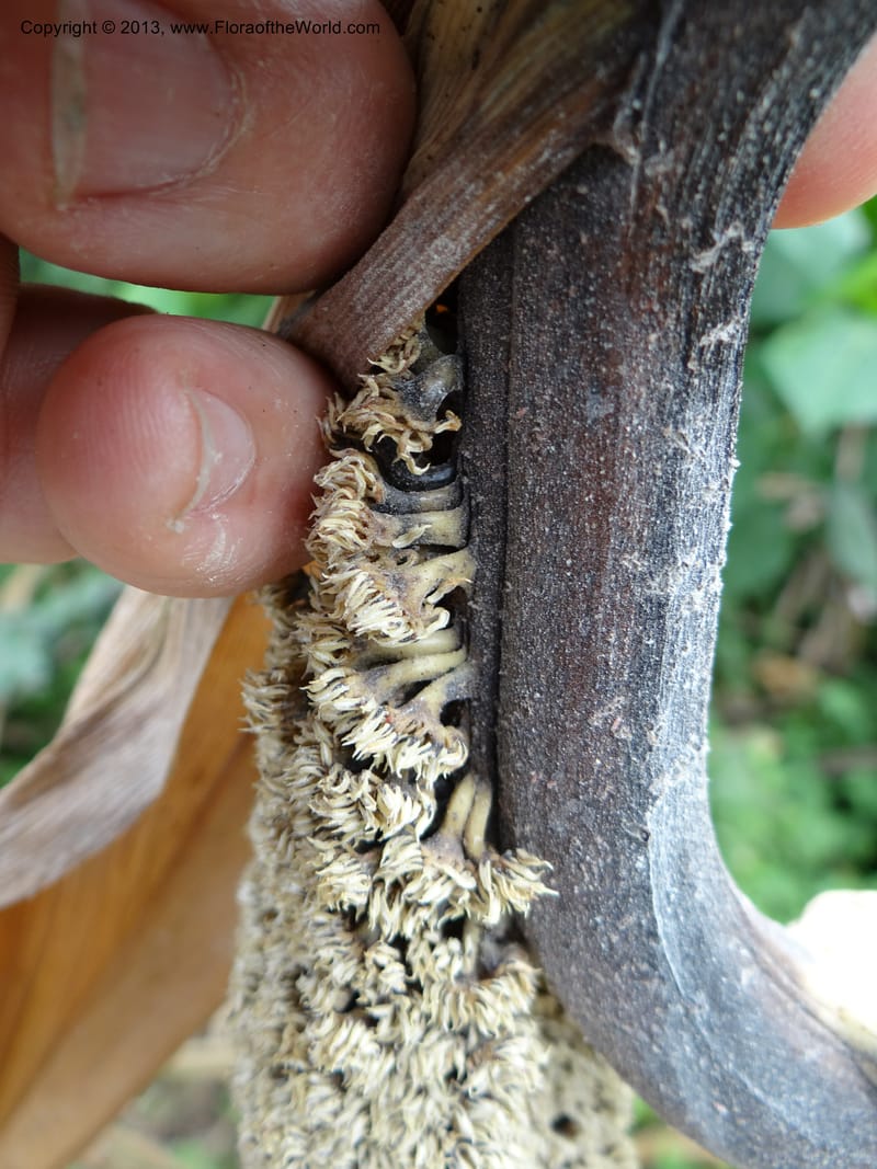 Pandanus unicornutus, Callmander, M 1049--Thailand. Chumphon Prov. Tambon Mab Amarit. 13 Nov 2012. DSC09009 (8).JPG